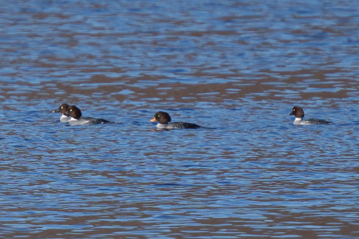 Barrow's Goldeneye - ML647159590