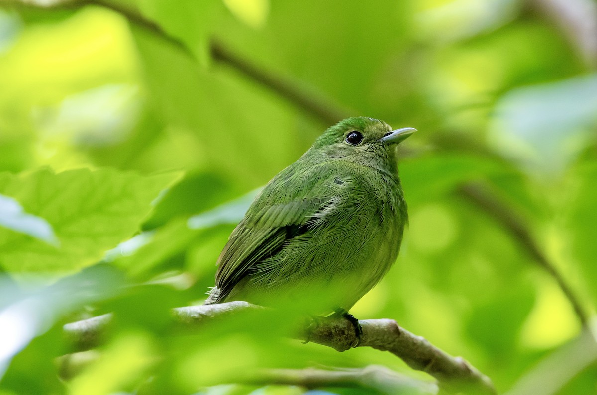 Velvety Manakin - ML647159592