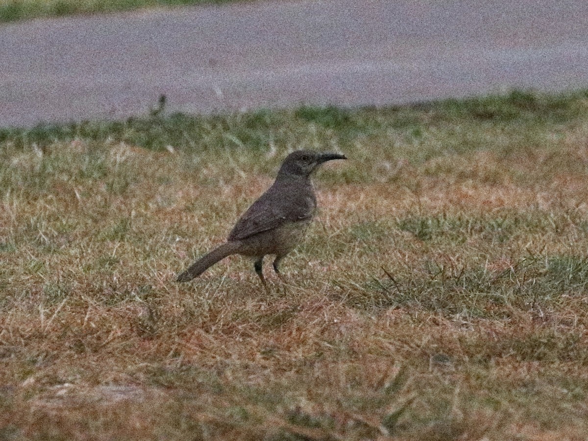 Curve-billed Thrasher - ML647159595