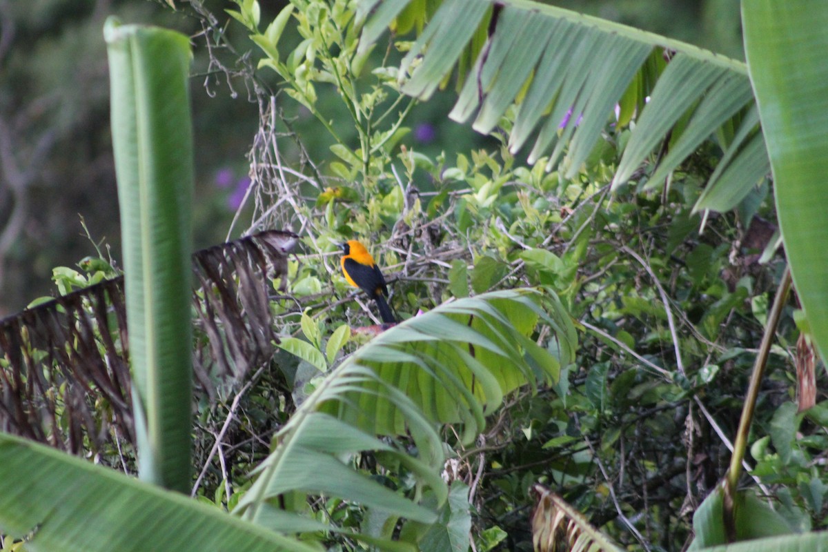 Yellow-backed Oriole - ML647159597