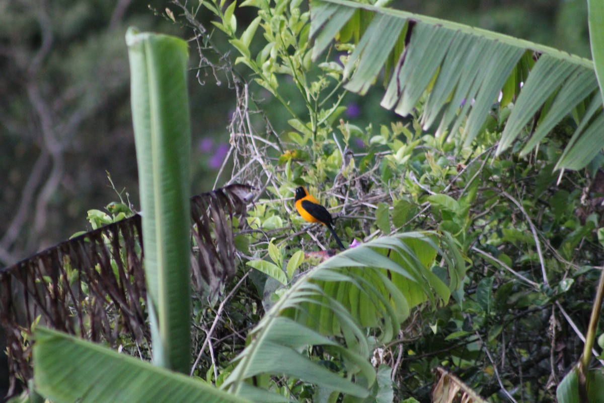 Yellow-backed Oriole - ML647159598