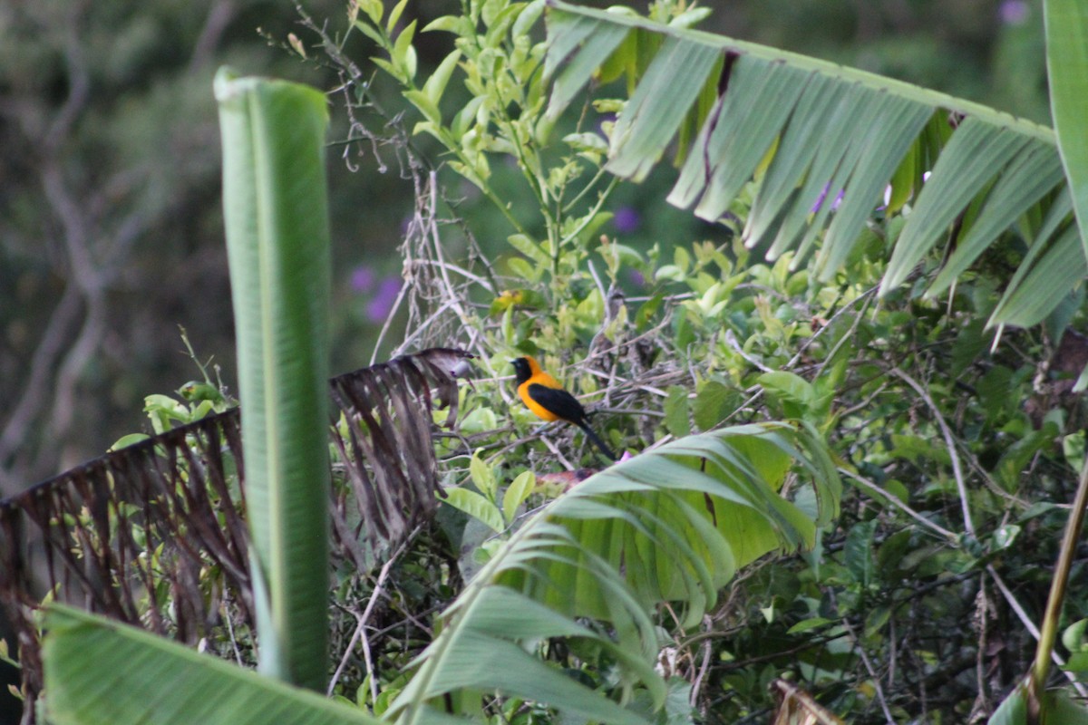 Yellow-backed Oriole - ML647159599