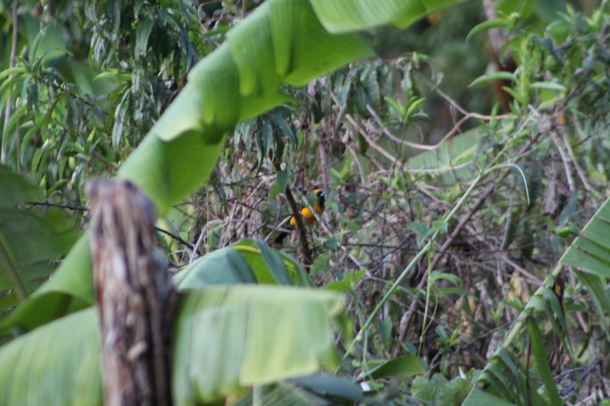 Yellow-backed Oriole - ML647159600