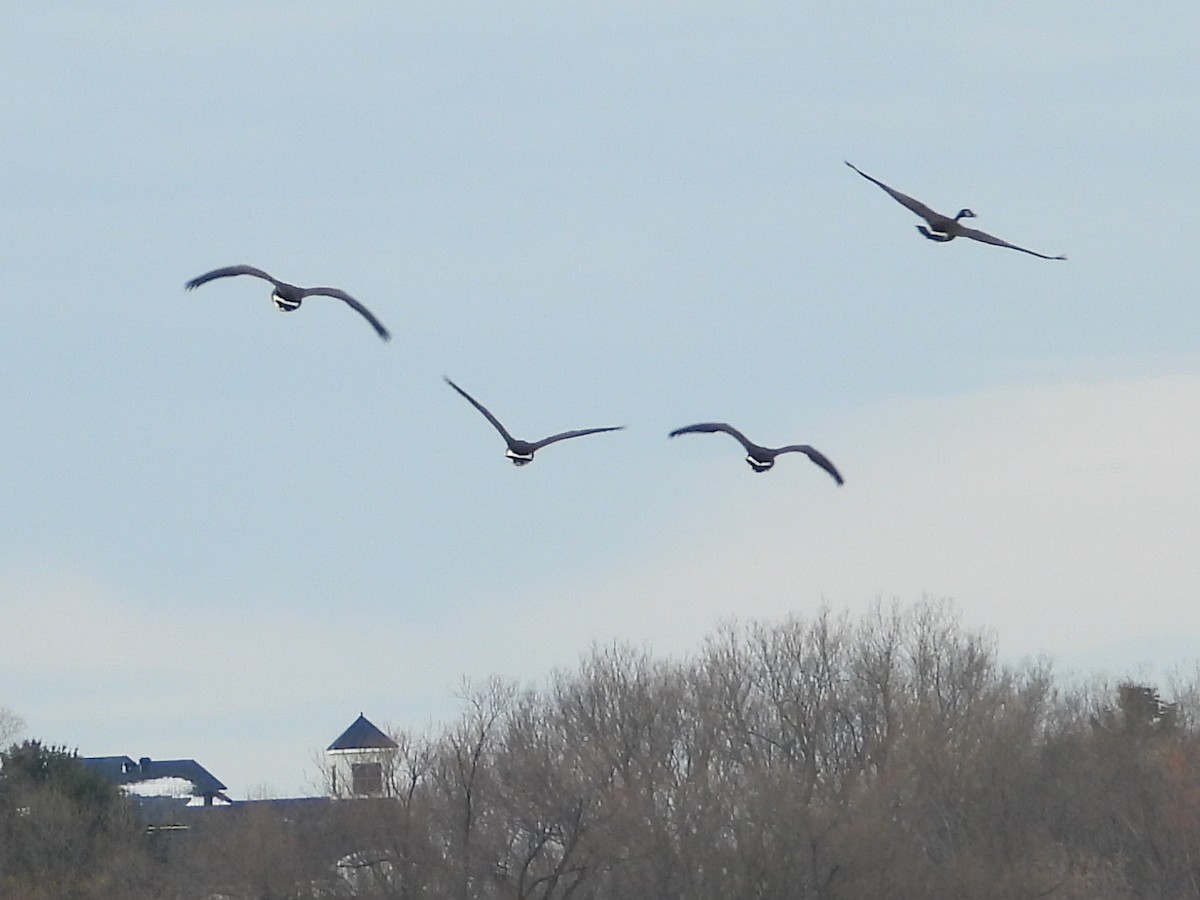 Bernache du Canada - ML647159608