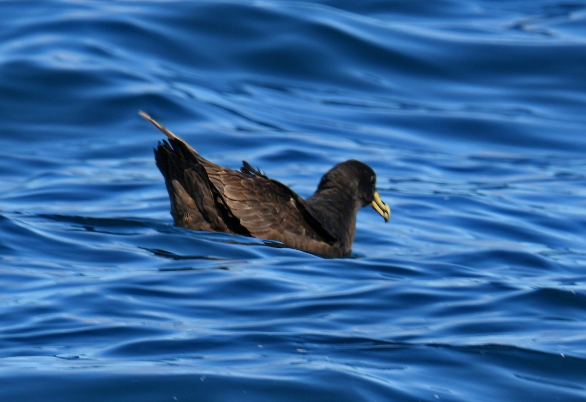 Beyaz Gıdılı Yelkovan - ML647159611