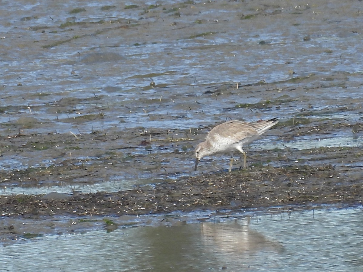 חופית להקנית - ML647159615