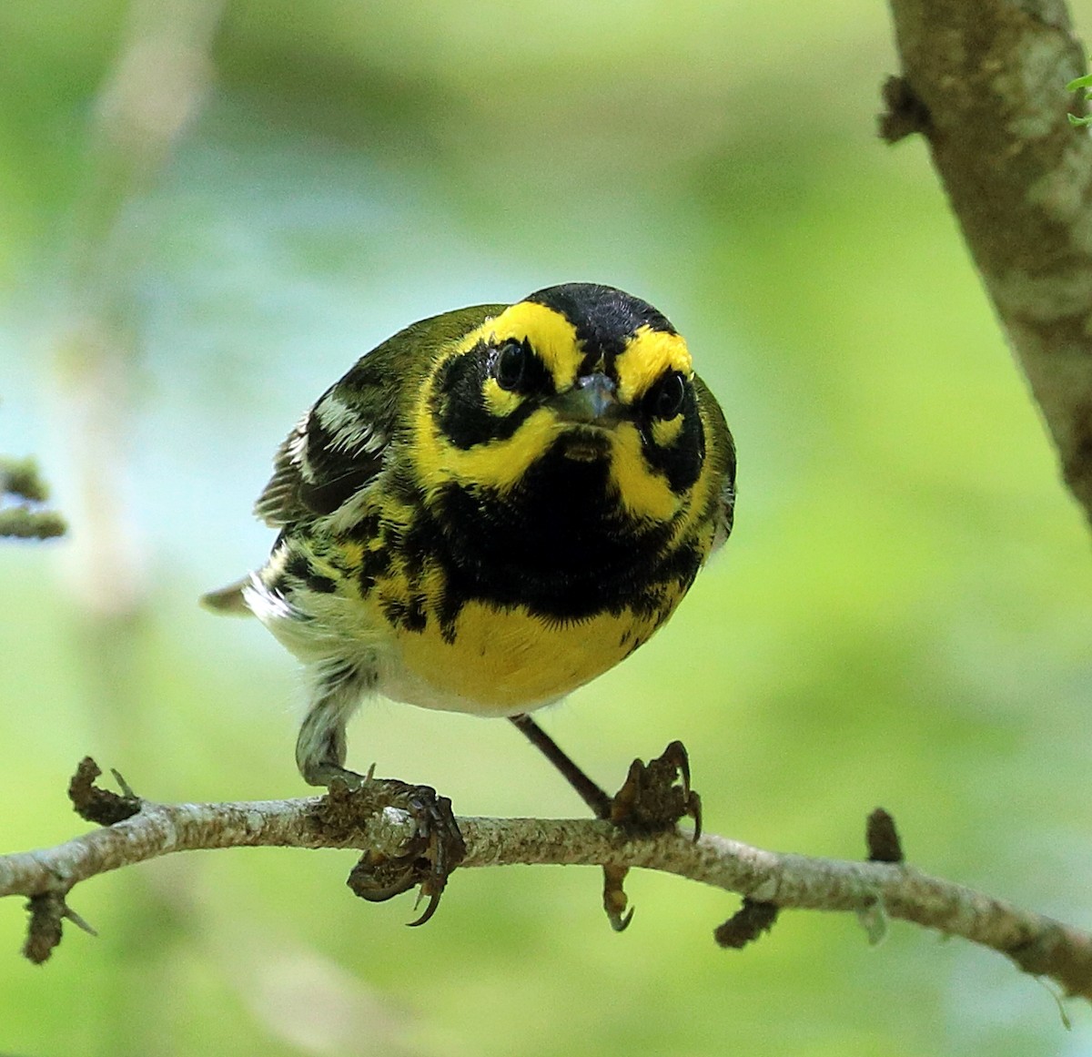Townsend's Warbler - ML647159621