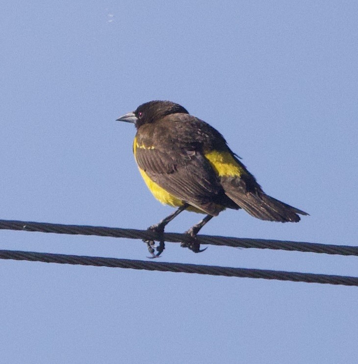 Yellow-rumped Marshbird - ML647159624