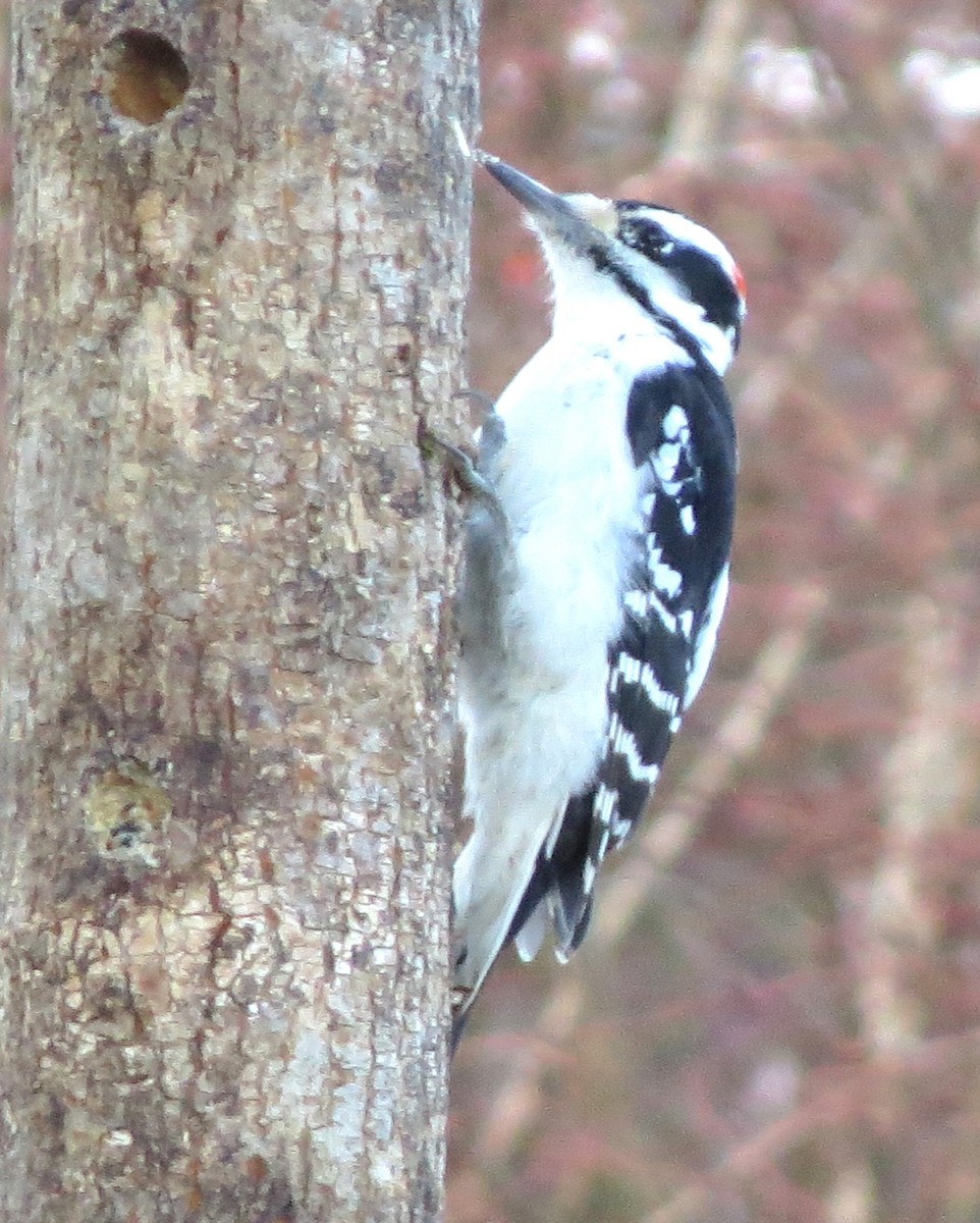 Hairy Woodpecker - ML647159625