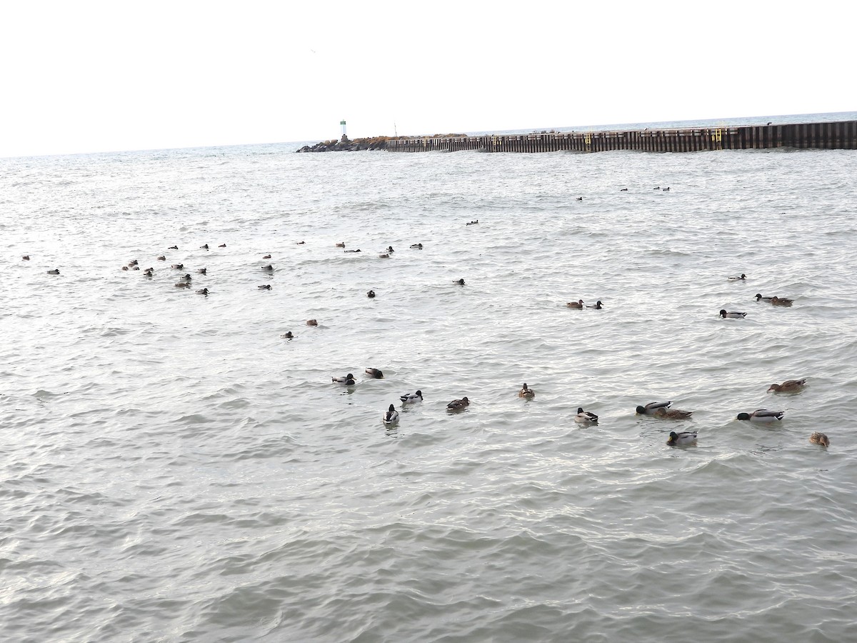 Mallard - ML647159627