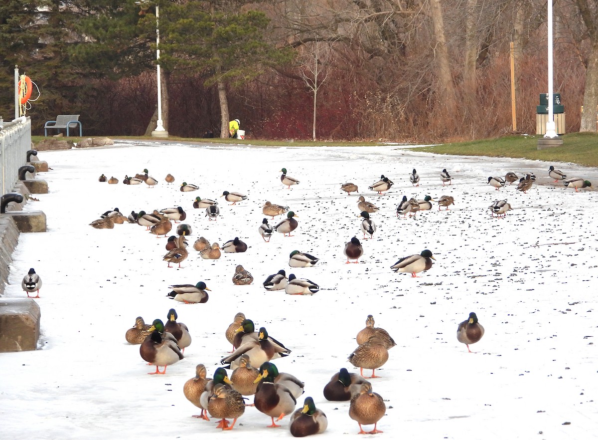 Mallard - ML647159628