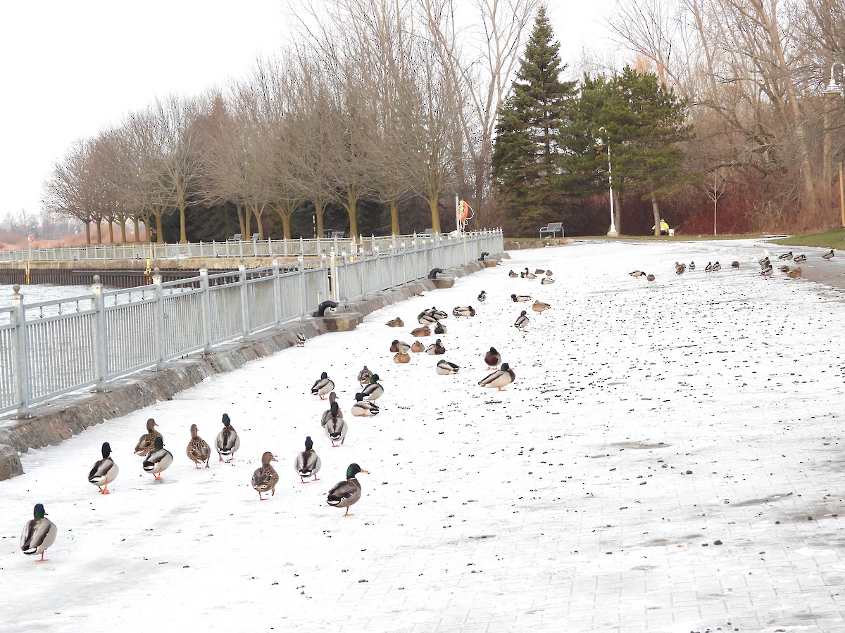 Mallard - ML647159629