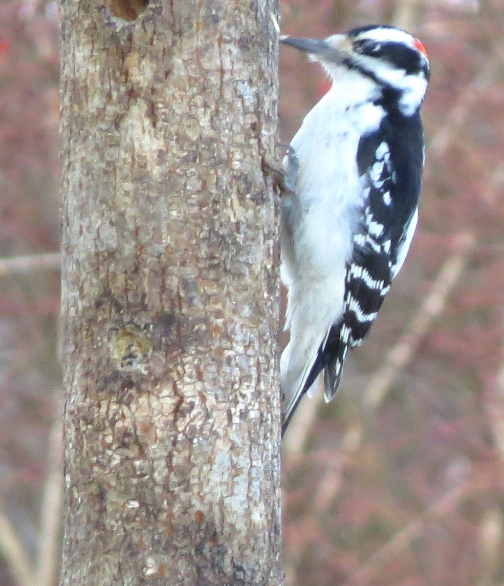 Hairy Woodpecker - ML647159630