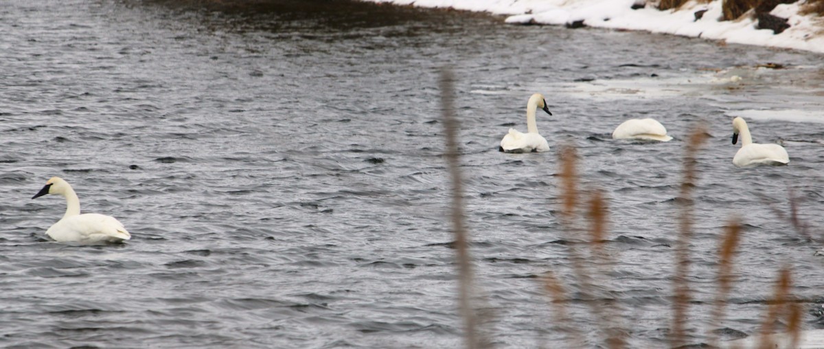 Trumpeter Swan - ML647159631