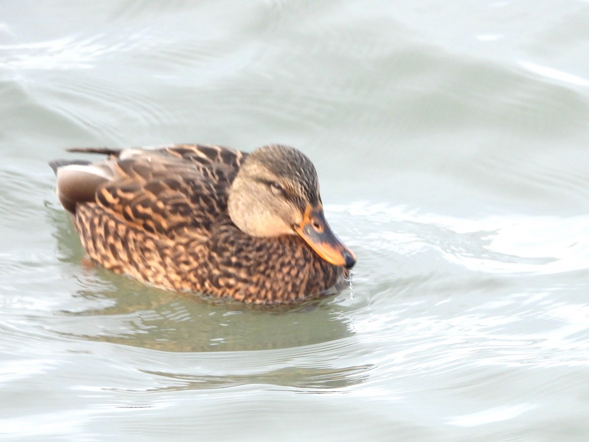 Mallard - ML647159634