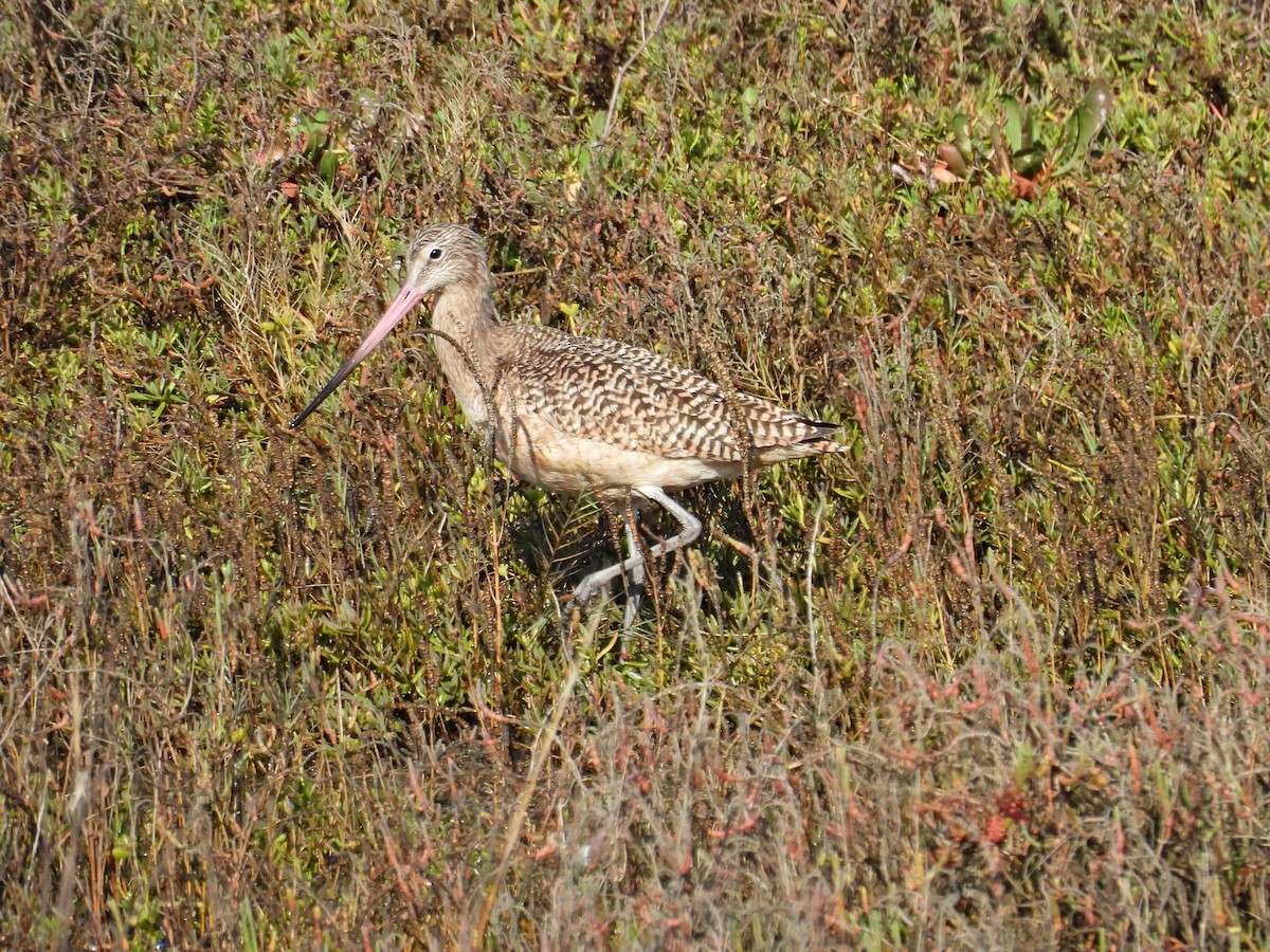 Marbled Godwit - ML647159635