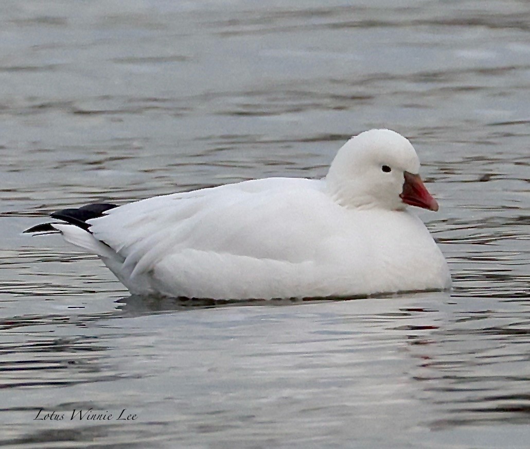 Ross's Goose - ML647159636