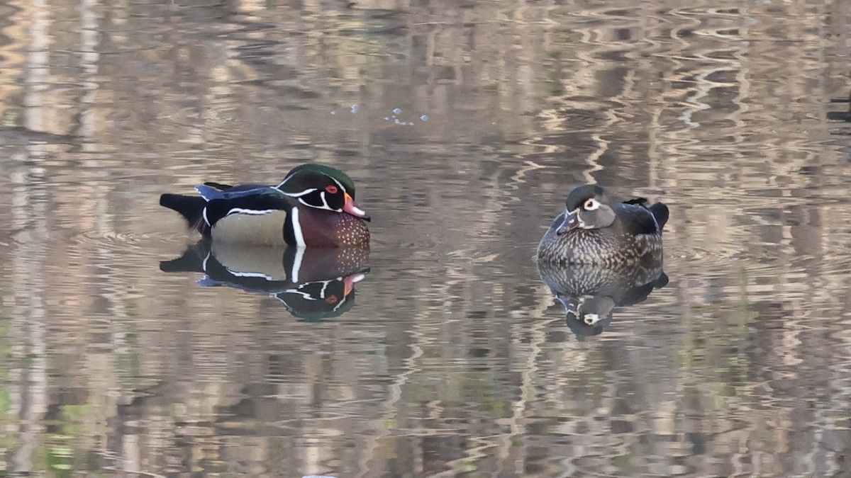 美洲鴛鴦 - ML647159637