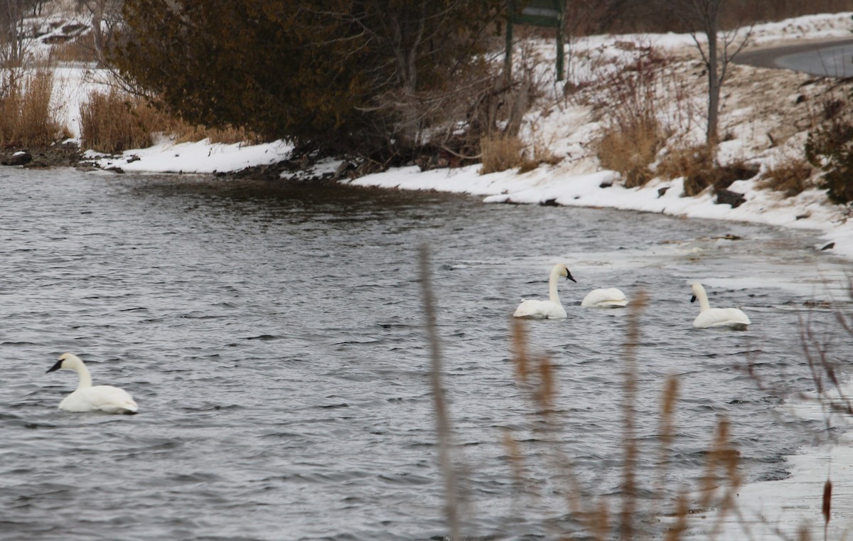 Trumpeter Swan - ML647159638
