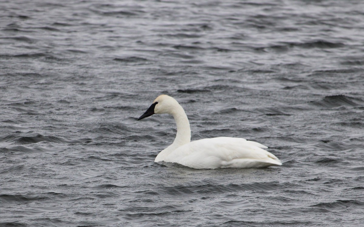 Trumpeter Swan - ML647159649