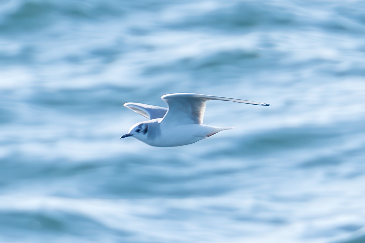 Bonaparte's Gull - ML647159650