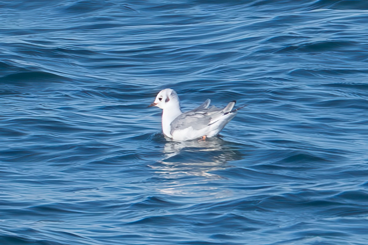 Bonaparte's Gull - ML647159651