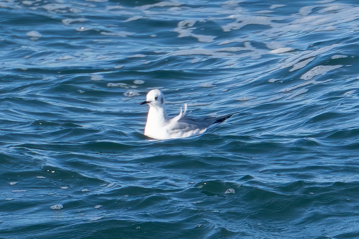 Bonaparte's Gull - ML647159652