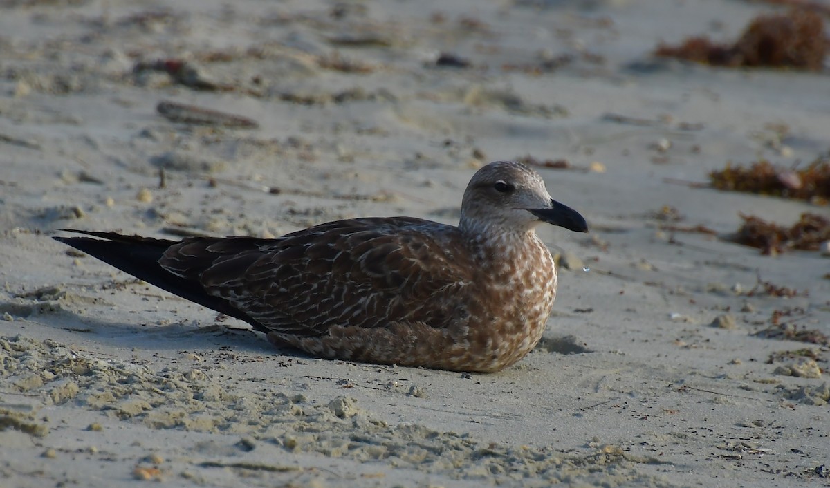 American Herring Gull - ML647159653