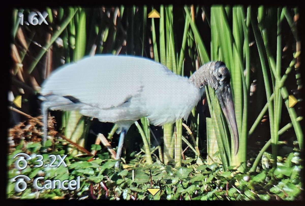Wood Stork - ML647159654
