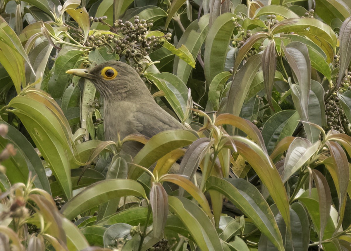 Spectacled Thrush - ML647159655
