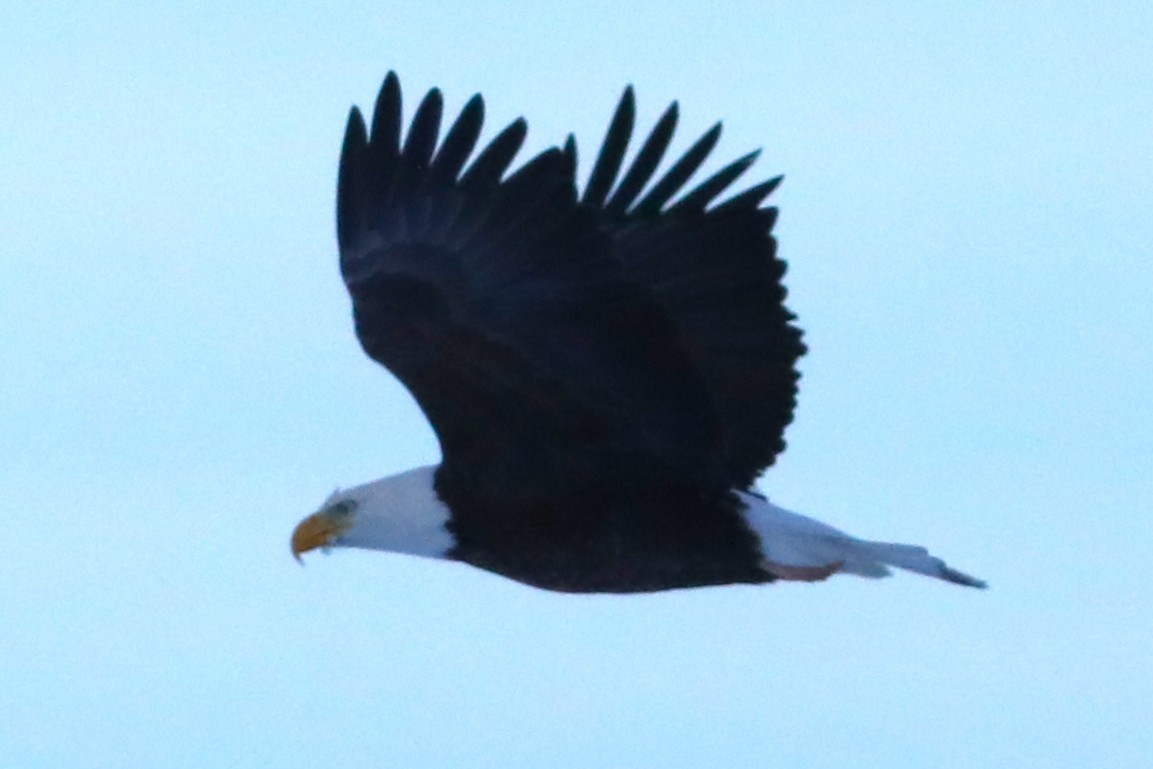 Bald Eagle - ML647159660