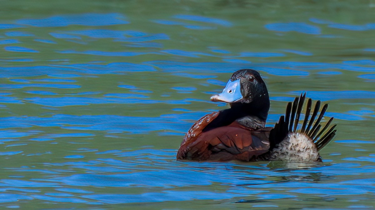 Blue-billed Duck - ML647159661