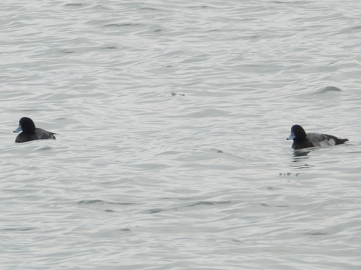Greater Scaup - ML647159662