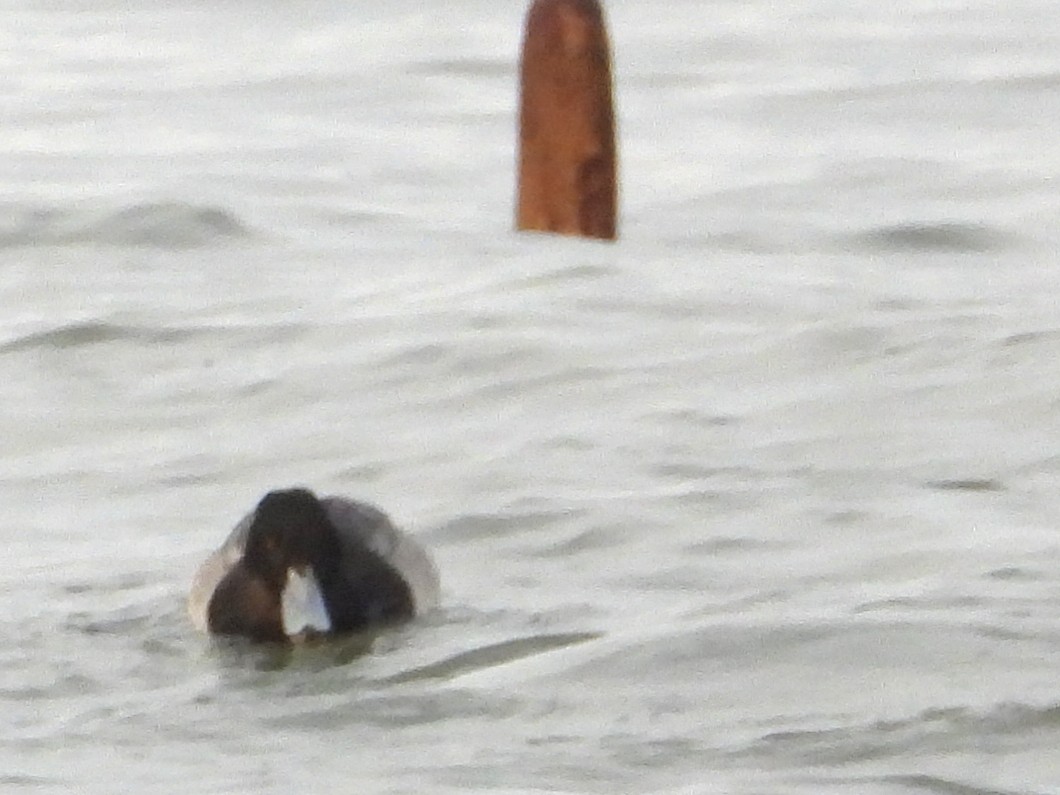 Greater Scaup - ML647159663