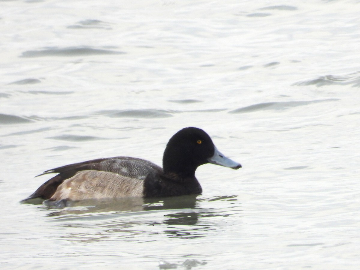 Greater Scaup - ML647159664