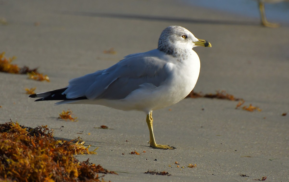 Ring-billed Gull - ML647159665