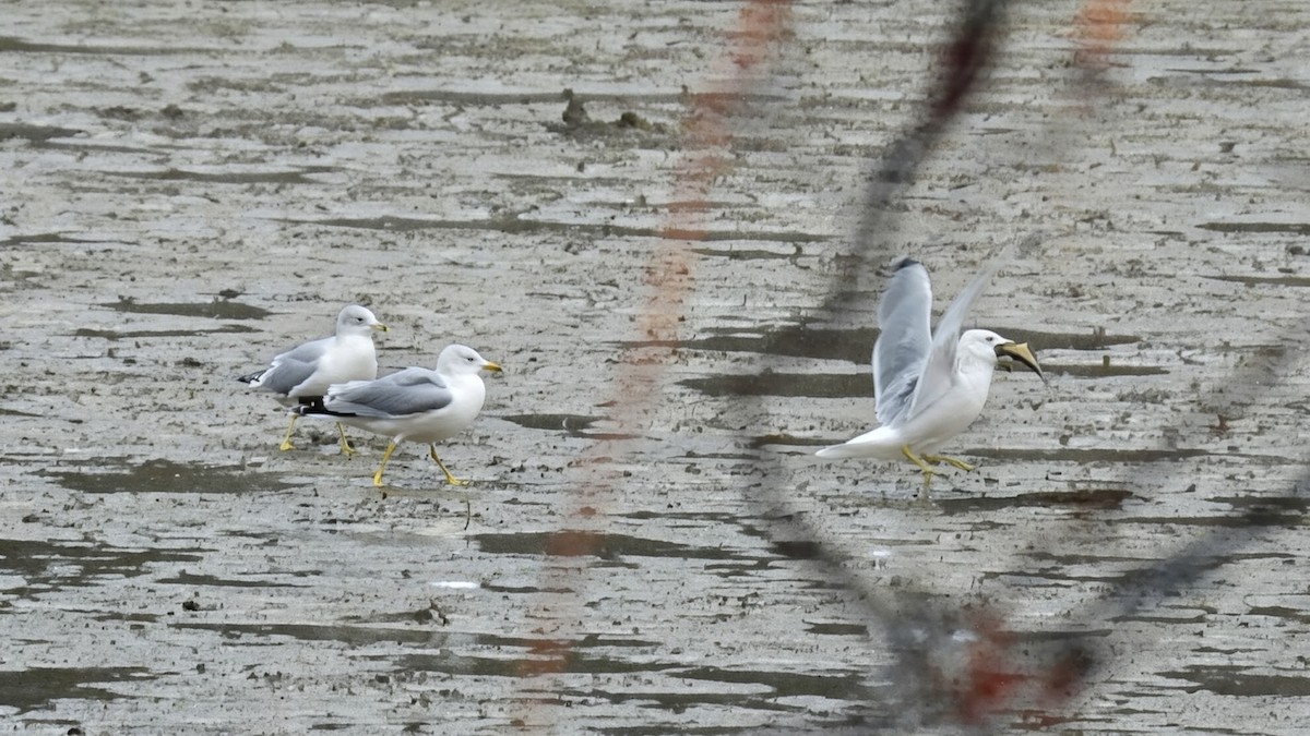 Ring-billed Gull - ML647159666