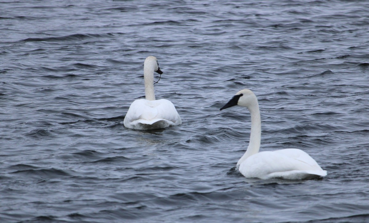 Trumpeter Swan - ML647159667