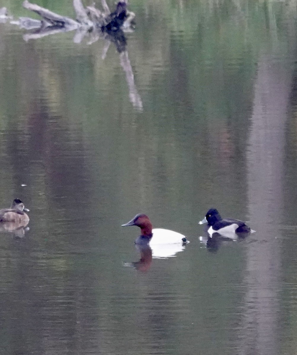 Canvasback - ML647159675