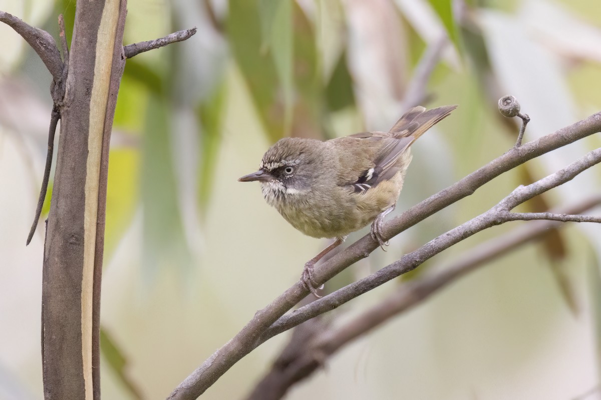 White-browed Scrubwren - ML647159685