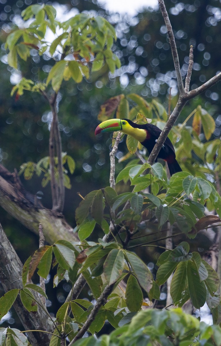 Keel-billed Toucan - ML647159696