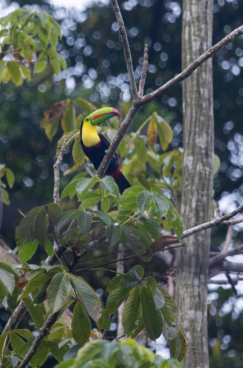 Keel-billed Toucan - ML647159697
