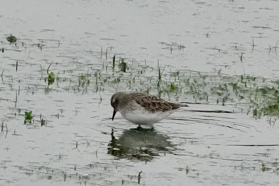 Least Sandpiper - ML647159701