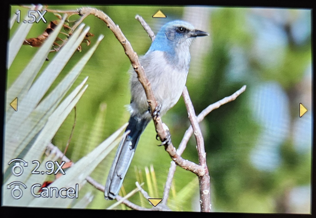 Geai à gorge blanche - ML647159720