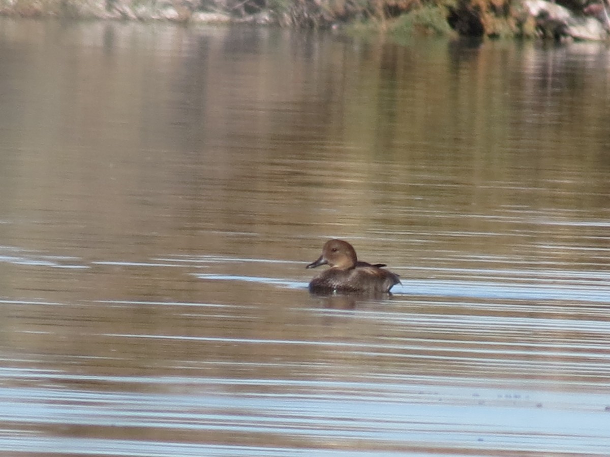 Gadwall - ML647159739