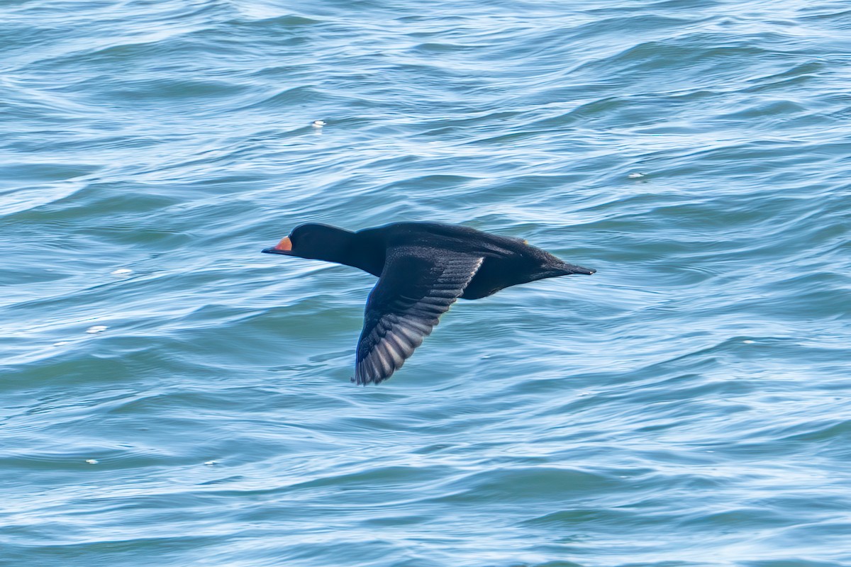 Black Scoter - ML647159742
