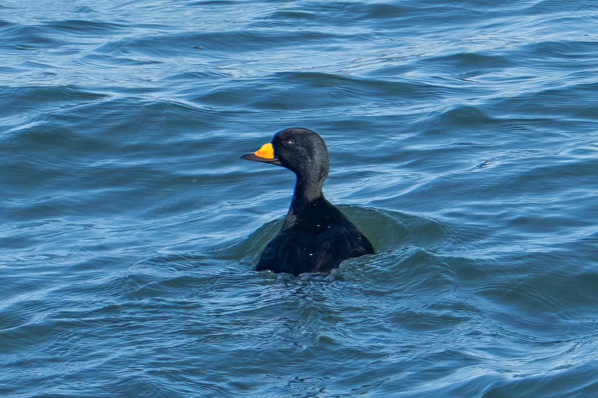 Black Scoter - ML647159743