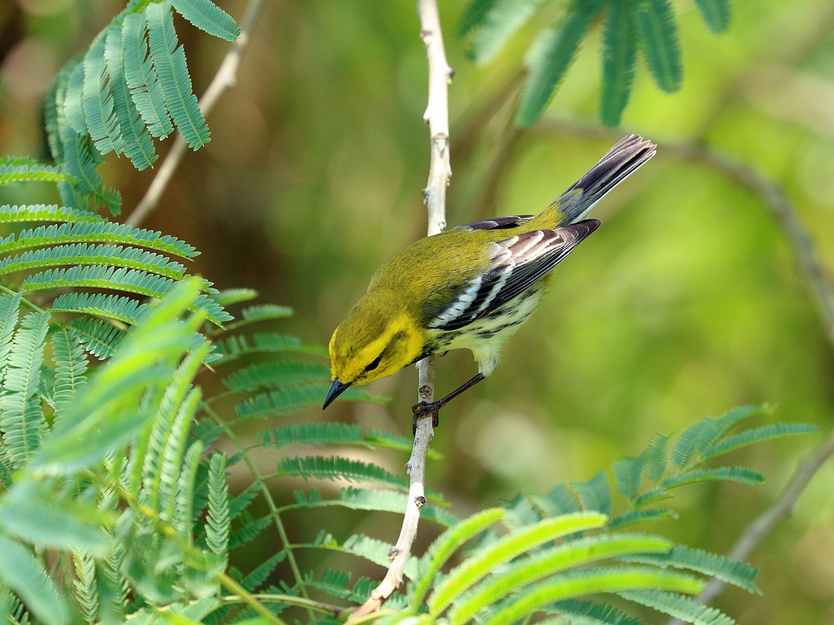 Black-throated Green Warbler - ML647159749