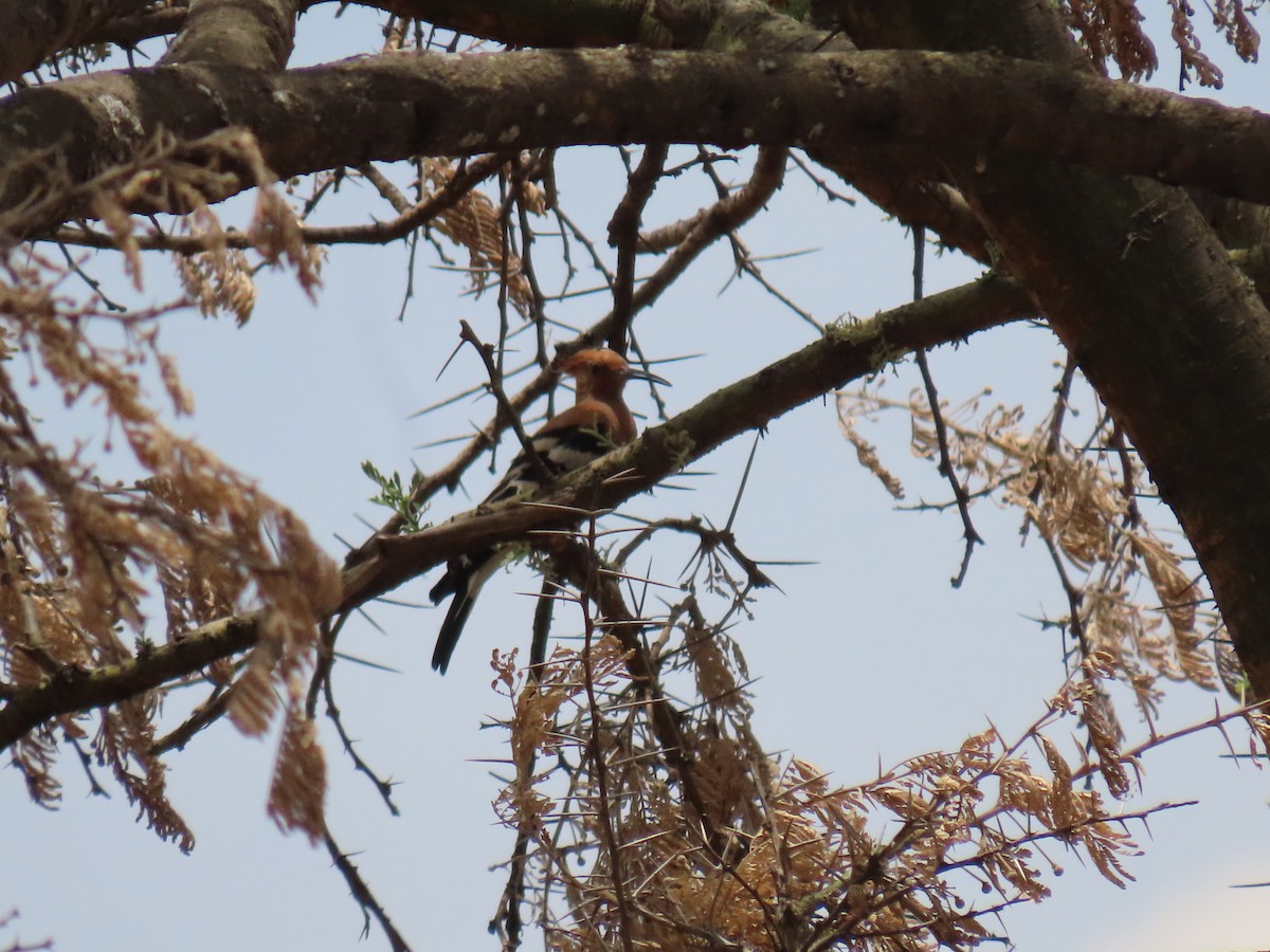 Common Hoopoe (African) - ML647159755