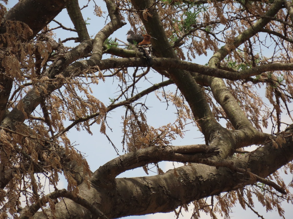 Common Hoopoe (African) - ML647159757
